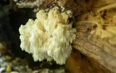 Rezerwat Minokąt - sopl&oacute;wka jodłowa (2024)