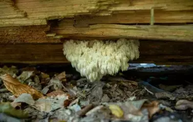 Rezerwat Minokąt - sopl&oacute;wka jodłowa (2024)