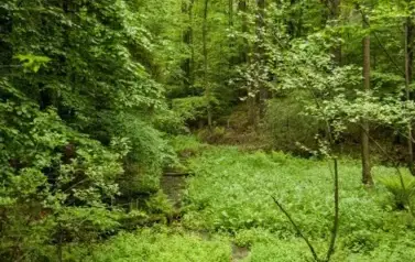 Rzeka Tanew - tzw. Pawelce w okolicy Woli Wielkiej (2009)