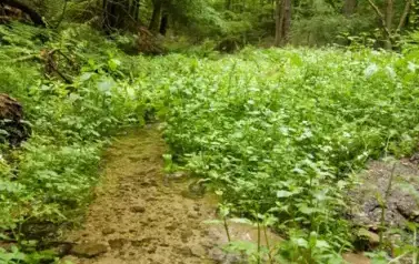 Rzeka Tanew - tzw. Pawelce w okolicy Woli Wielkiej (2009)