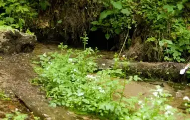 Rzeka Tanew - tzw. Pawelce w okolicy Woli Wielkiej (2009)