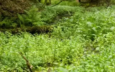 Rzeka Tanew - tzw. Pawelce w okolicy Woli Wielkiej (2009)