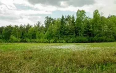 Rzeka Tanew - tzw. Pawelce w okolicy Woli Wielkiej (2009)