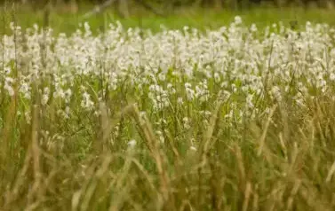 Rzeka Tanew - tzw. Pawelce w okolicy Woli Wielkiej (2009)