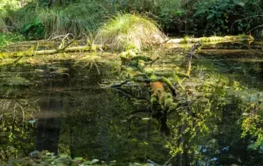 Rzeka Tanew - źr&oacute;dła w okolicy Dębin (2023)