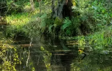 Rzeka Tanew - źr&oacute;dła w okolicy Dębin (2023)
