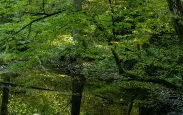 Rzeka Tanew - źr&oacute;dła w okolicy Dębin (2023)