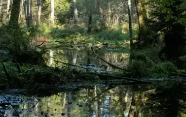 Rzeka Tanew - źr&oacute;dła w okolicy Dębin (2023)