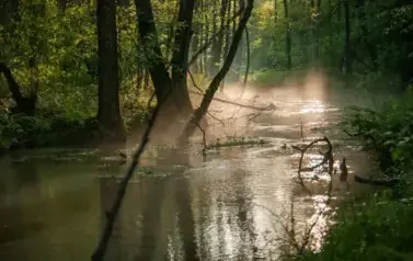 Rzeka Tanew - okolice Lipska (2010)