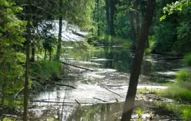 Rzeka Tanew - okolice Lipska (2010)