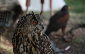 350. ROCZNICA BITWY POD NAROLEM. REKONSTRUKCJA HISTORYCZNA ŚLADAMI JANA III SOBIESKIEGO 76