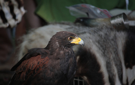 350. ROCZNICA BITWY POD NAROLEM. REKONSTRUKCJA HISTORYCZNA ŚLADAMI JANA III SOBIESKIEGO 77