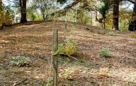 Sadzimy drzewa i krzewy miododajne  1