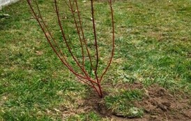 Sadzimy drzewa i krzewy miododajne  2