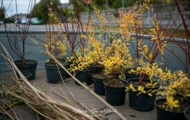 Sadzimy drzewa i krzewy miododajne  14