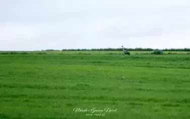 Rodzinny Rajd Pieszy &bdquo;Tropem Żurawia&rdquo; 102