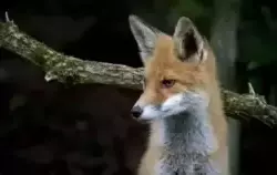 Zdjęcie do Wiosenna akcja szczepienia lis&oacute;w wolno żyjacych...
