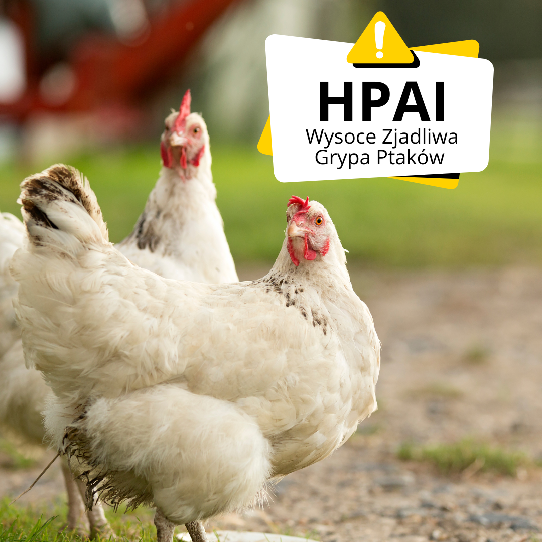 wysoce zjadliwa grypa ptaków (HPAI)