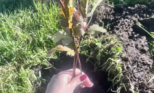 Zdjęcie artykułu z dnia 04-11-2025